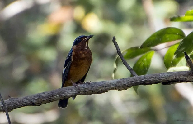 Angkor Wat Birds