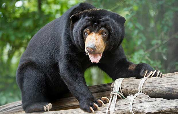 8 hours With Free The Bears at Phnom Tamao
