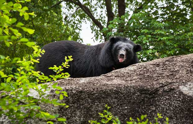 8 hours With Free The Bears at Phnom Tamao
