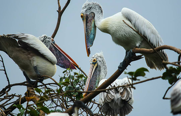 The Best Birding Tour in Cambodia