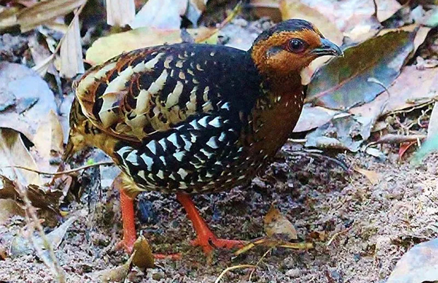 Bokor Birds and Tour