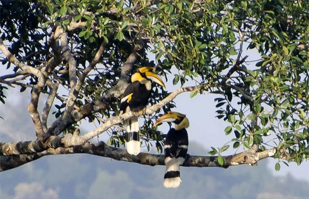 Bokor Birds and Tour