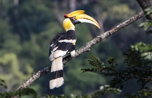 Bokor Birds and Tour