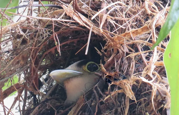 Bokor Birds and Tour