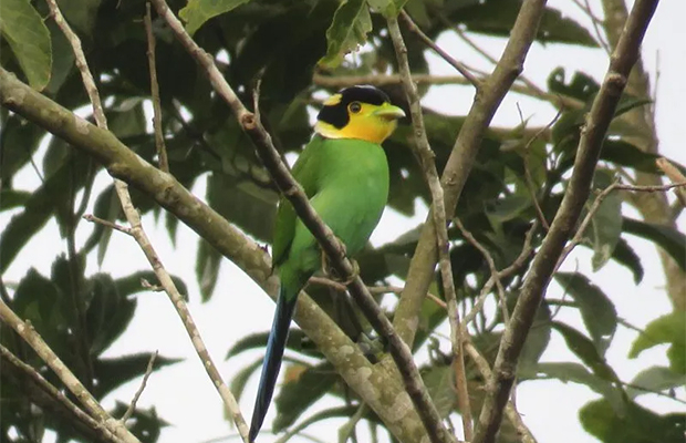 Bokor Birds and Tour