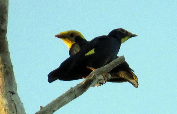 Bokor Birds and Tour