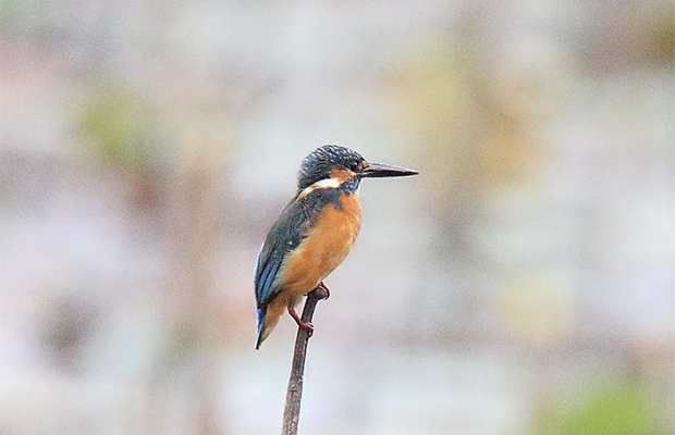 CHAKTOMUK MARSHLAND