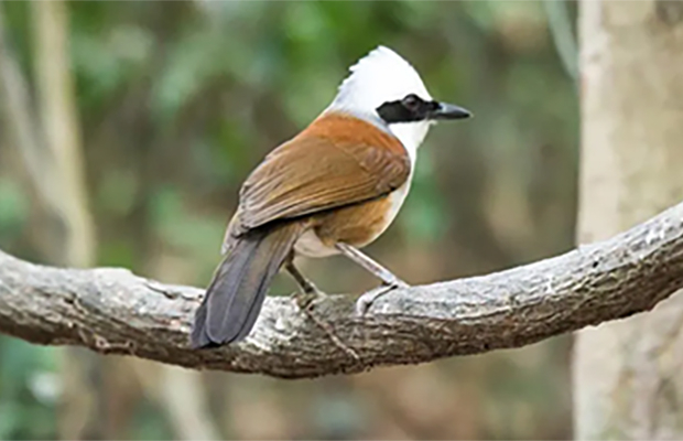 Changkran Roy Birds Tour