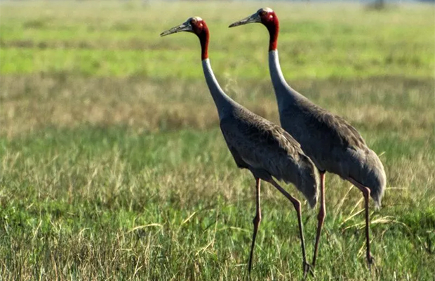 Florican Grassland Birds & Tour