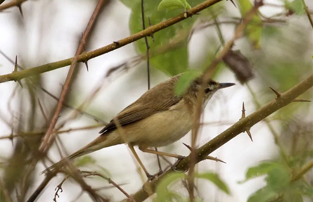 Florican Grassland Birds & Tour