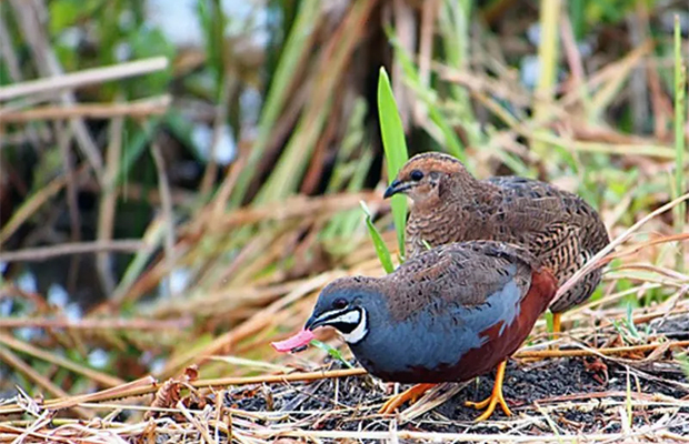 Florican Grassland Birds & Tour