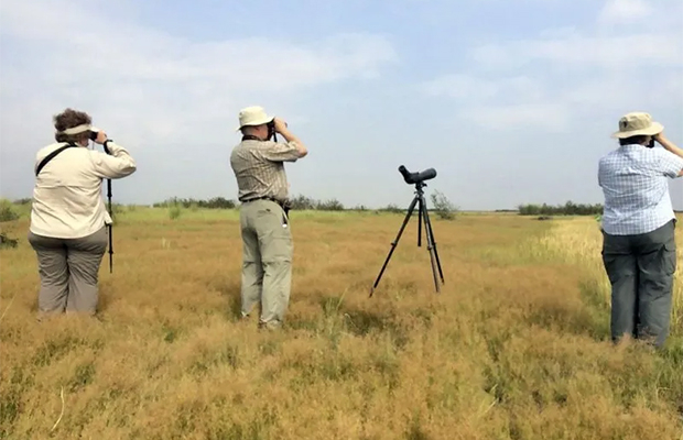 Florican Grassland Birds & Tour