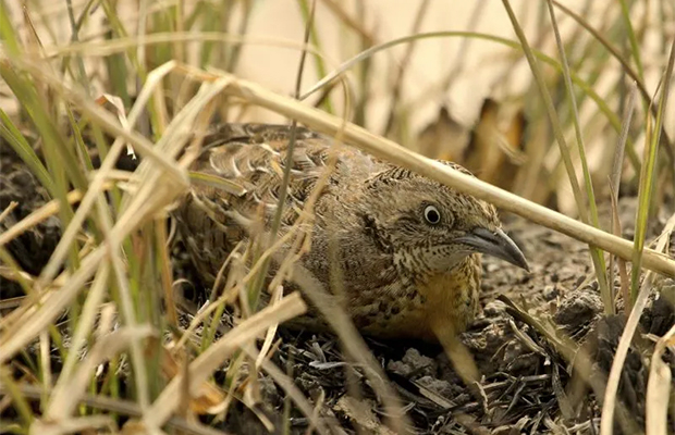 Florican Grassland Birds & Tour