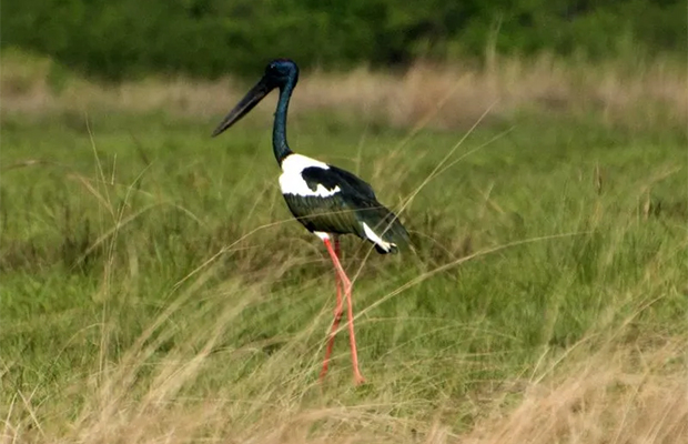 Florican Grassland Birds & Tour