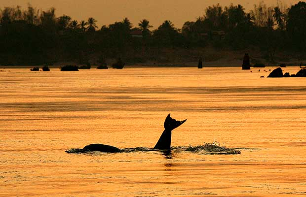 Kratie Excursion with Irrawady Dolphin
