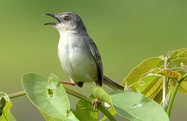 Koh Ker Birds Tour