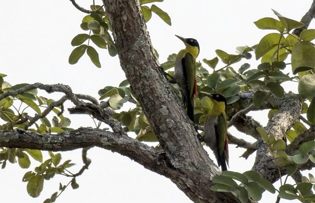 Koh Ker Birds Tour