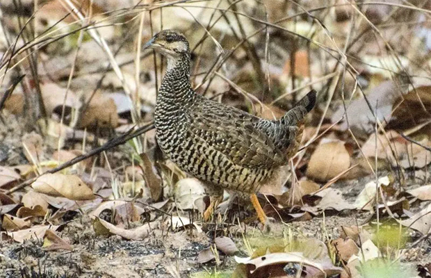 Koh Ker Birds Tour