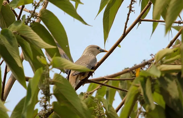 Koh Ker Birds Tour