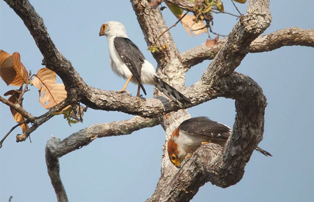 Koh Ker Birds Tour