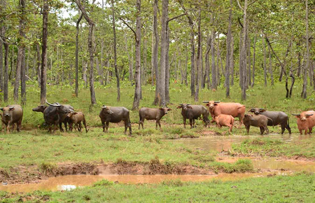 Lumphat Wildlife Sanctuary