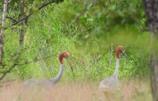 Lumphat Wildlife Sanctuary