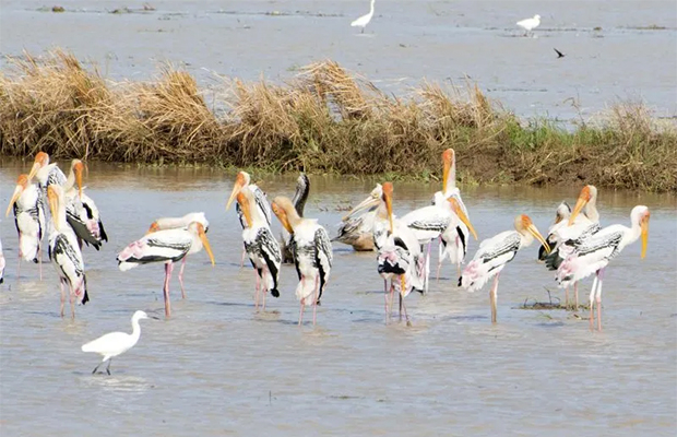 PHNOM KROM MARSHLAND