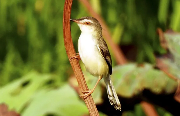 PHNOM KROM MARSHLAND