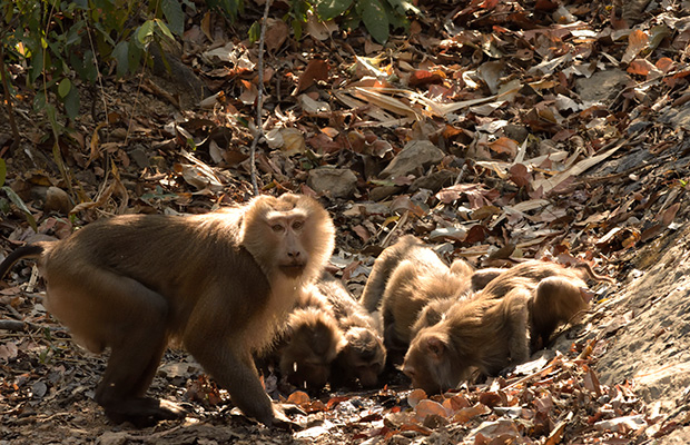 Phnom Prich Sanctuary