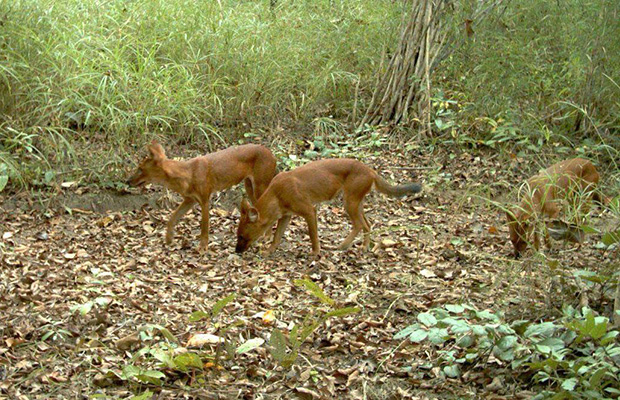 Phnom Prich Sanctuary