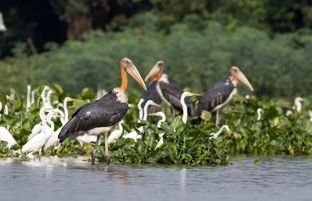 Phnom Krom Marshland Birding Trip