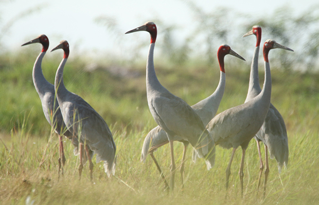 Prek Toal Bird Sanctuary Birding Trip