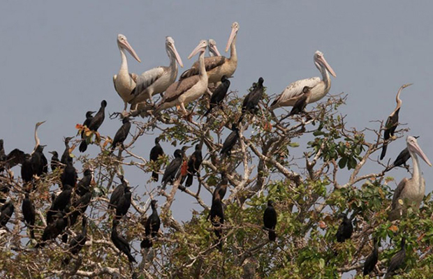 Prek Toal Bird Sanctuary Birding Trip