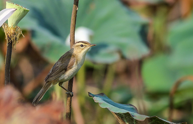 Siem Reap Beyond Birding Tour