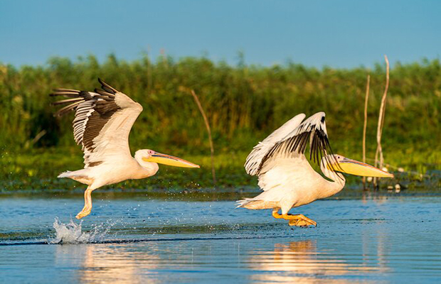 Phnom Krom Marshland Birding Trip