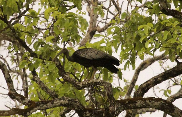 Strenuous Birding Cambodia 20-day