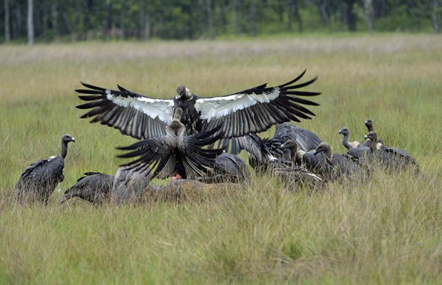 Strenuous Birding Cambodia 20-day