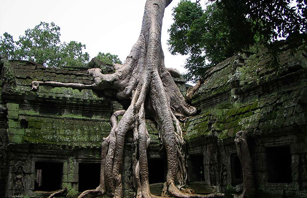 Ta Prohm Temple 1