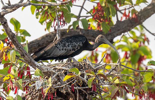 Phnom Krom Marshland Birding Trip