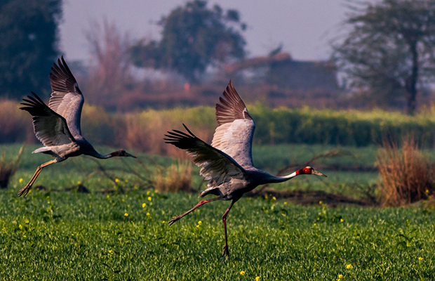 Phnom Krom Marshland Birding Trip