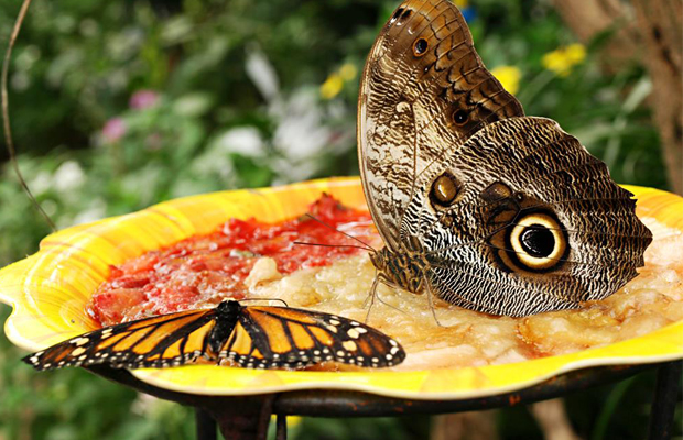 Banteay Srey Butterfly Centre - feeding on cashew