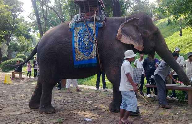 Elephant Rides at Wat Phnom Penh