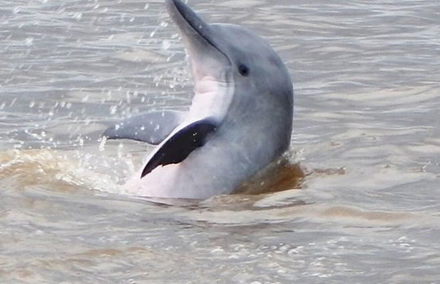 Fresh Water Dolphin 3