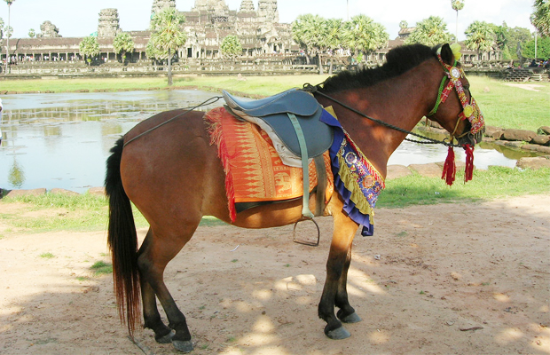 Horse for Rides at Angkor