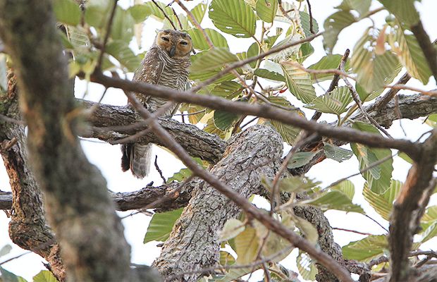 Sam Veasna Center - Spotted Wood Owl