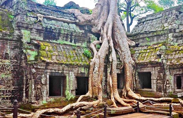 Ta Prohm Temple Daily Tours