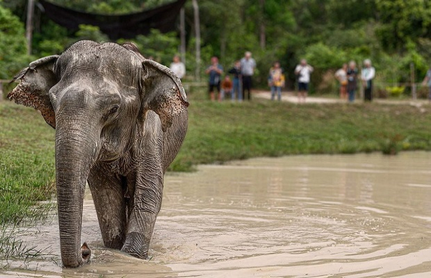 Siem Reap Elephant Small Group Tour