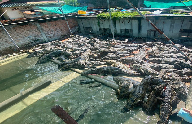 Siem Reap Crocodile Farm Tour