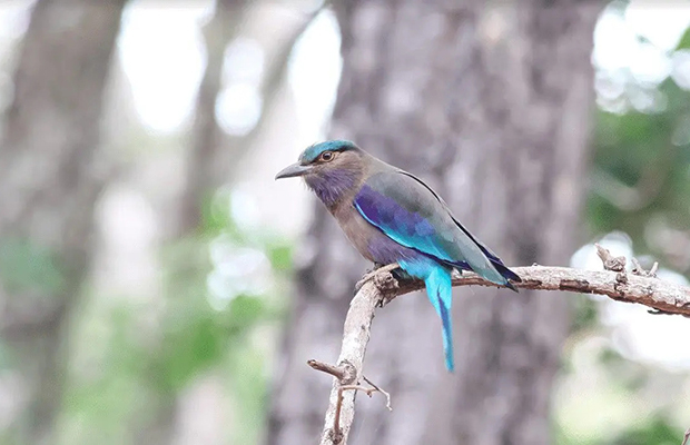 Phnom Krom Marshland Birding Trip