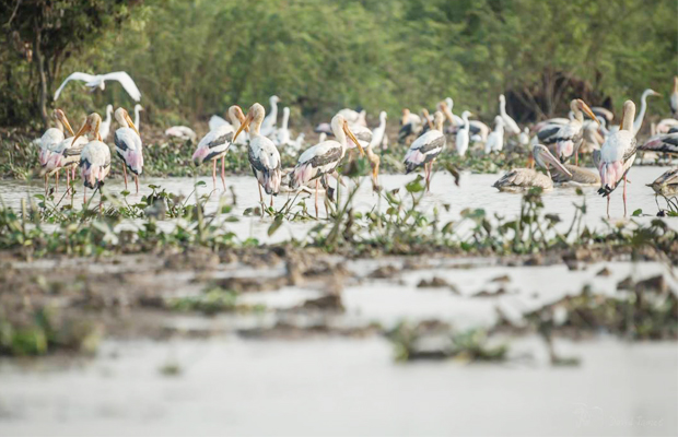 Prek Toal Bird Sanctuary Birding Trip